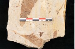 Foto (Detailansicht) von Myrica lignitum Unger (NHMW-GEO-2024-0188-4001)